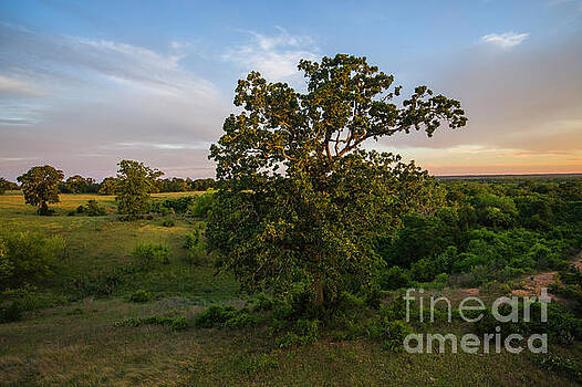 Billy Moore - Twilight Tree 1 Billy Moore - Twilight Tree 1