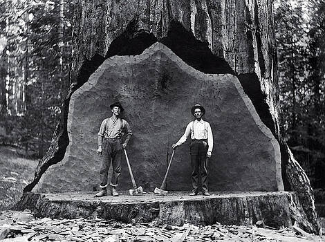 Daniel Hagerman - UNDERCUT of a MAMMOTH SEQUOIA c. 1878 Daniel Hagerman - UNDERCUT of a MAMMOTH SEQUOIA c. 1878