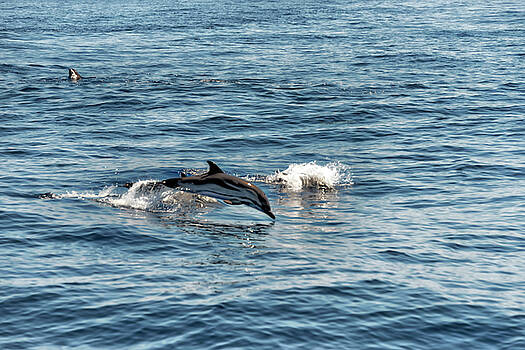 Enrico Pelos - WHALE WATCHING and DOLPHINS 1 Enrico Pelos - WHALE WATCHING and DOLPHINS 1