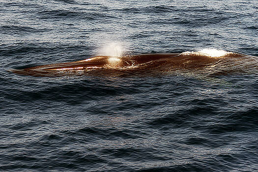 Enrico Pelos - WHALE WATCHING BALENOTTERA COMUNE 7 Enrico Pelos - WHALE WATCHING BALENOTTERA COMUNE 7