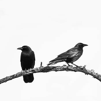 Terry DeLuco - Which Way Two Black Crows on White Square Terry DeLuco - Which Way Two Black Crows on White Square