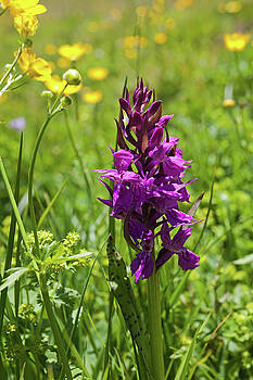 Aivar Mikko - Wild Orchid Aivar Mikko - Wild Orchid