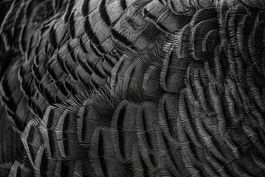Dale Kauzlaric - Wild Turkey Hen Feather Abstract Black and White Dale Kauzlaric - Wild Turkey Hen Feather Abstract Black and White
