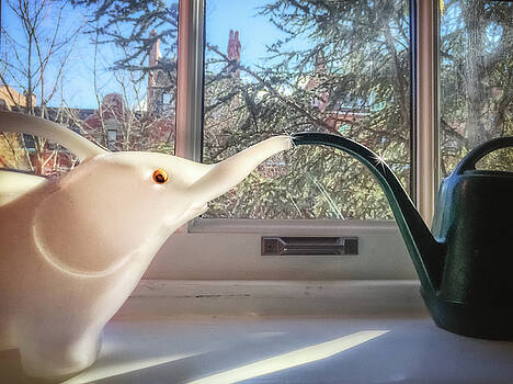 Sylvia J Zarco - Windowsill Rendezvous Sylvia J Zarco - Windowsill Rendezvous