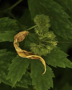Charles Lucas - Yellow Drying Leaf with Seeds Charles Lucas - Yellow Drying Leaf with Seeds