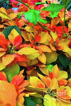 Jost Houk - Yellow Petal Poinsettia Jost Houk - Yellow Petal Poinsettia