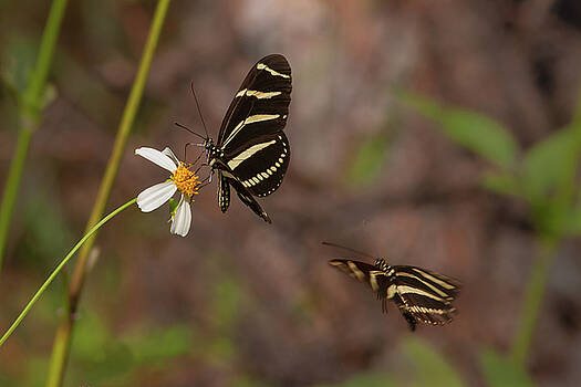 Paul Rebmann - Zebra Longwings Paul Rebmann - Zebra Longwings