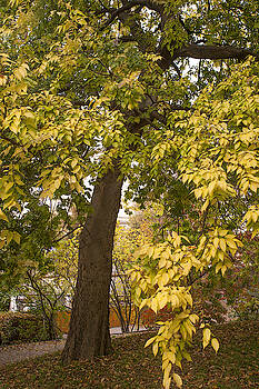 Jenny Rainbow - American Hackberry Tree in Autumn Dress 1 Jenny Rainbow - American Hackberry Tree in Autumn Dress 1