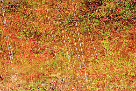 Gary Hall - Autumn Pond Reflection Gary Hall - Autumn Pond Reflection