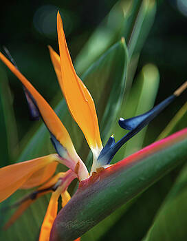 Kristian Gallagher - Bird of Paradise Kristian Gallagher - Bird of Paradise