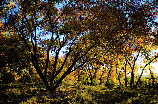 Jeff Phillippi - Bosque Color Jeff Phillippi - Bosque Color