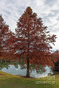 Dale Powell - Cedar Tree - Autumn Dale Powell - Cedar Tree - Autumn