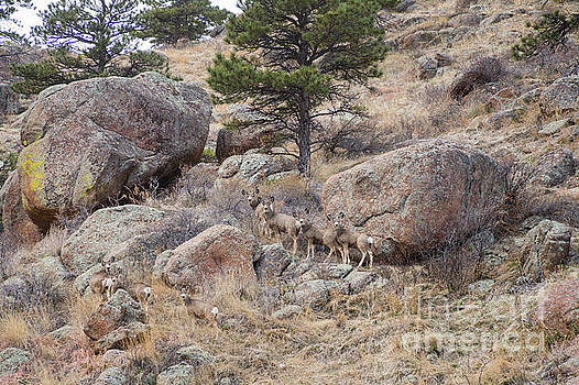 James BO Insogna - Cute Mule Deer Herd on the Foothills James BO Insogna - Cute Mule Deer Herd on the Foothills