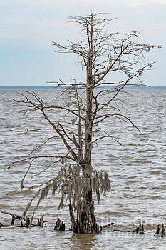 Dale Powell - Cypess Tree - Lake Moultrie Dale Powell - Cypess Tree - Lake Moultrie