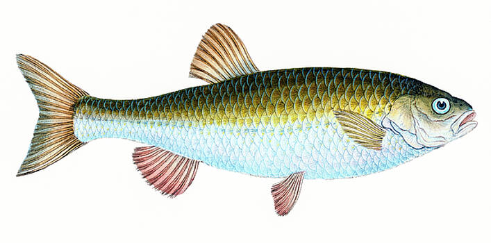 David Letts - Cyprinus Jeses David Letts - Cyprinus Jeses