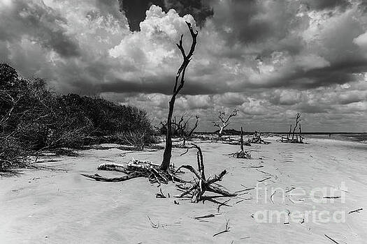 Dale Powell - Dead Wood Beach Dale Powell - Dead Wood Beach