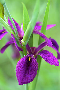 Kathy Clark - Deep Purple Louisiana Iris Wildflower Kathy Clark - Deep Purple Louisiana Iris Wildflower