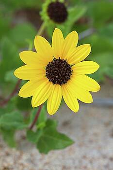 Paul Rebmann - Dune Sunflower Paul Rebmann - Dune Sunflower