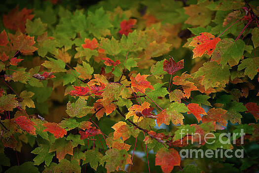 Dale Powell - Fall Color - Maple Tree Dale Powell - Fall Color - Maple Tree