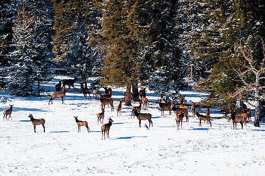 Steve Krull - Herd of Rocky Mountain Elk Steve Krull - Herd of Rocky Mountain Elk