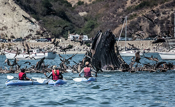 MIKE LONG - Humpbacks in Avila Harbor MIKE LONG - Humpbacks in Avila Harbor