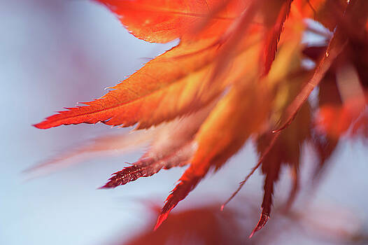 Jenny Rainbow - Imperfect Perfection. Red Maple Leaves Abstract 6 Jenny Rainbow - Imperfect Perfection. Red Maple Leaves Abstract 6