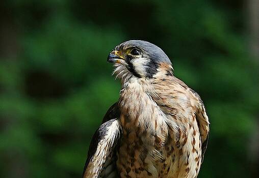 Fraida Gutovich - Kestrel Portrait Fraida Gutovich - Kestrel Portrait
