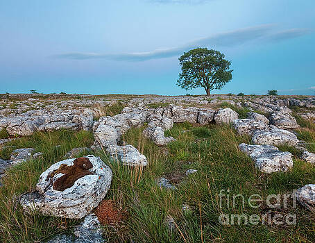 Mariusz Talarek - Lonely tree in Malham Mariusz Talarek - Lonely tree in Malham