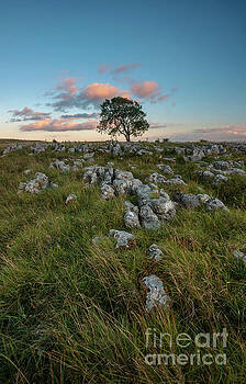 Mariusz Talarek - Lonely Tree on the Limestone Pavement Mariusz Talarek - Lonely Tree on the Limestone Pavement