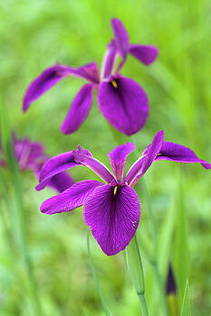 Kathy Clark - Louisiana Purple Iris Wildflowers Kathy Clark - Louisiana Purple Iris Wildflowers