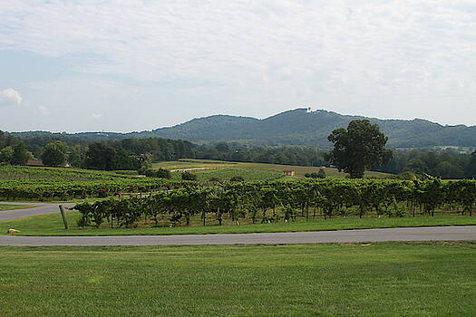 Cathy Lindsey - Mountains And Vineyard Rows 2018d Cathy Lindsey - Mountains And Vineyard Rows 2018d