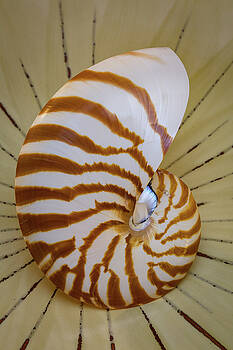 Mike Penney - Nautilus Shell 12 Mike Penney - Nautilus Shell 12