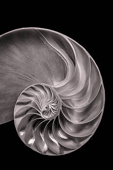 Mike Penney - Nautilus Shell 4 Mike Penney - Nautilus Shell 4