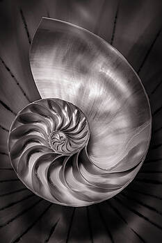 Mike Penney - Nautilus Shell 8 Mike Penney - Nautilus Shell 8