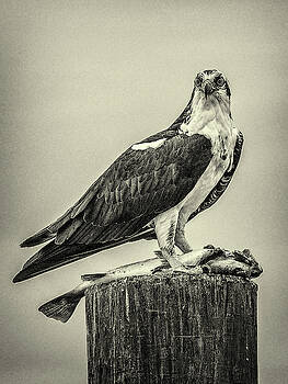 Andrew Wilson - Osprey And Its Catch Andrew Wilson - Osprey And Its Catch