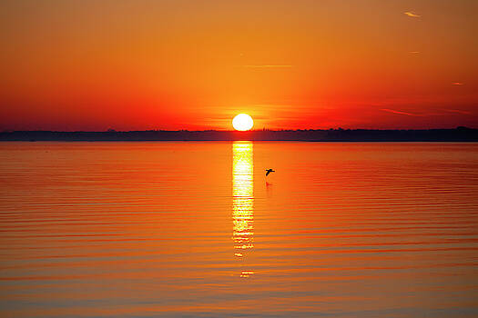 Lorrie Joaus - Red Sunset and a Seagull Lorrie Joaus - Red Sunset and a Seagull