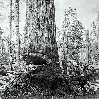 Daniel Hagerman - REDWOOD LUMBERJACK FIELD TRIP c. 1880 Daniel Hagerman - REDWOOD LUMBERJACK FIELD TRIP c. 1880