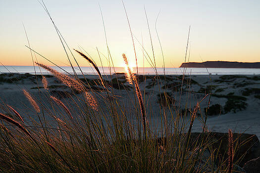 Robert VanDerWal - Reeds Of Tall Grass Robert VanDerWal - Reeds Of Tall Grass