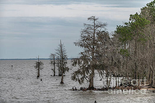 Dale Powell - Santee Lake Moultrie - Berkeley Country Dale Powell - Santee Lake Moultrie - Berkeley Country