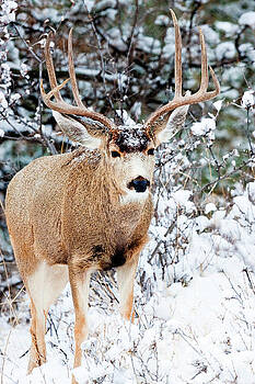 Steve Krull - Snowy Buck Mule Deer Portrait Steve Krull - Snowy Buck Mule Deer Portrait