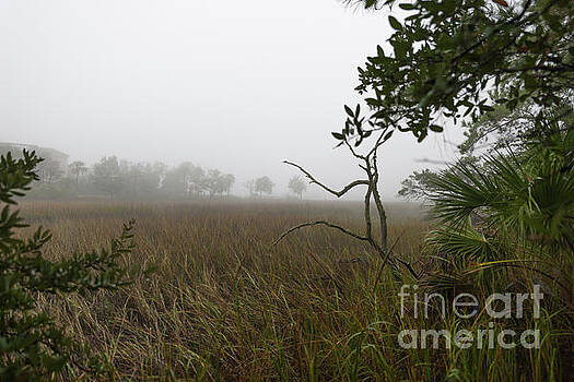 Dale Powell - Southern Layers of Fog Dale Powell - Southern Layers of Fog