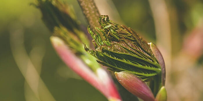 Jacek Wojnarowski - Spring Tree Buds Opening R Jacek Wojnarowski - Spring Tree Buds Opening R
