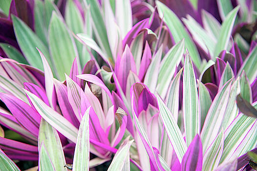 Kristian Gallagher - Tropical Garden Kristian Gallagher - Tropical Garden