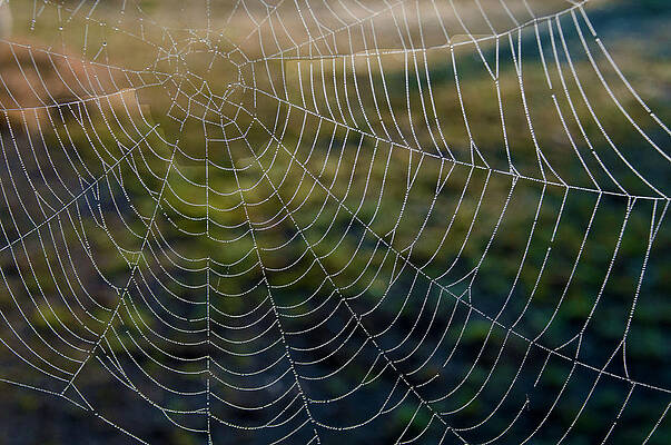  Photograph - Spiders Web and Water Droplets by Dave Byrne