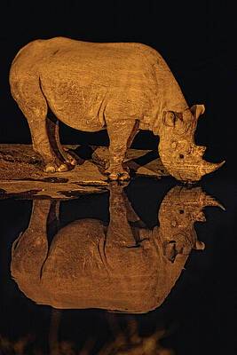 Wall Art - Photograph -  Black Rhinoceros Al Night. Etosha Pan by David Santiago Garcia