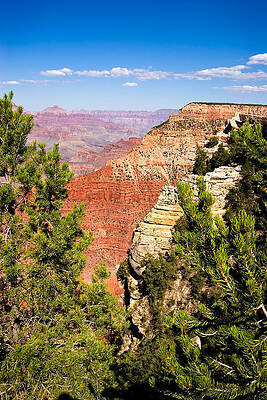Wall Art - Photograph -  Overview of a Grand Canyon valley framed by trees by Steven Heap