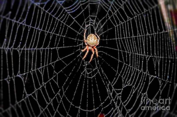 Spider in Web by Peggy Franz Spider in Web by Peggy Franz