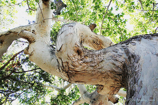 Wall Art - Photograph -  Sycamore Tree's Twisted Trunk by Tom Janca
