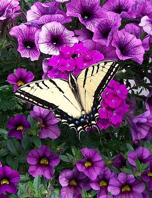 Tiger Swallowtail Butterfly by Sharon Duguay Tiger Swallowtail Butterfly by Sharon Duguay