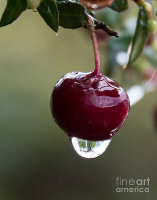 Wild Cherry Raindrop by Julie Chambers Wild Cherry Raindrop by Julie Chambers